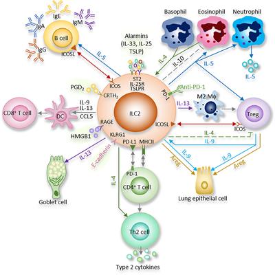 Neural Regulation of Interactions Between Group 2 Innate Lymphoid Cells and Pulmonary Immune Cells